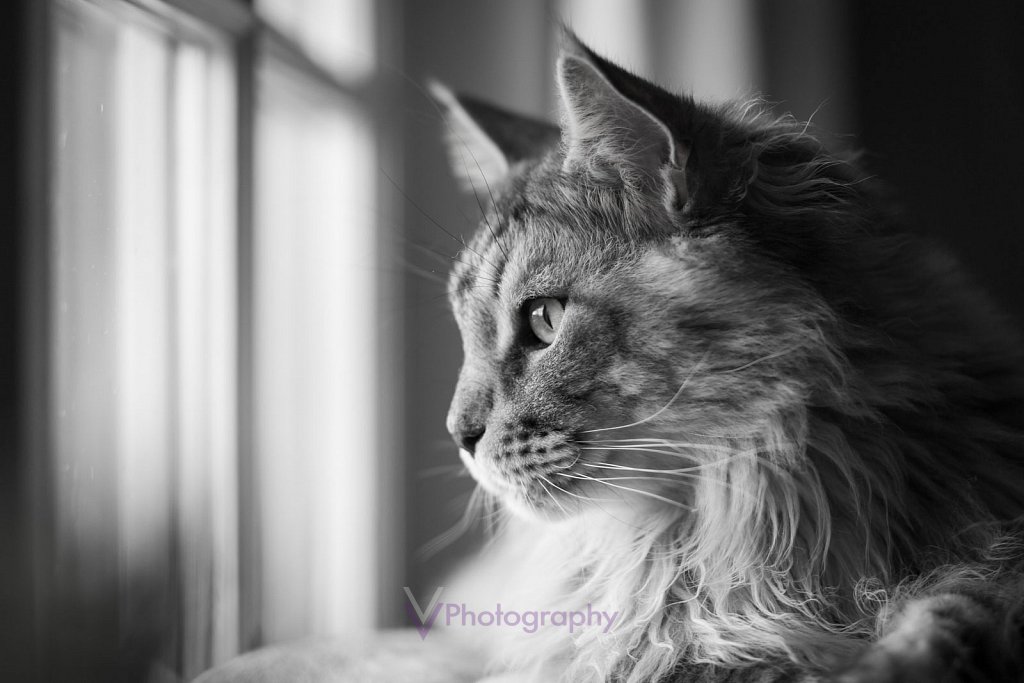 Maine Coon Kater Miko